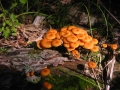 117-1789_IMG * Orange mycena (mycena leaiana).  Sand Lakes Quiet Area, MI (September 2004) * 1600 x 1200 * (635KB)