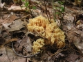 117-1791_IMG * White coral (ramariopsis kunzei).  Sand Lakes Quiet Area, MI (September 2004) * 1600 x 1200 * (641KB)