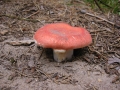 118-1811_IMG * Emetic russula (russula emetica).  Sand Lakes Quiet Area, MI (September 2004) * 1600 x 1200 * (714KB)