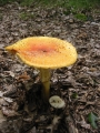 118-1812_IMG * Yellow-orange fly agaric (amanita muscaria).  Sand Lakes Quiet Area, MI (September 2004) * 1200 x 1600 * (439KB)