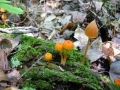 118-1828_IMG * Salmon unicorn entoloma (entoloma salmoneum).  Lake Ann, MI (September 2004) * 1600 x 1200 * (686KB)