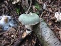 118-1841_IMG * Tacky green russula (russula aeruginea), or possibly Green brittlegill (russula virescens).
Delaware Water Gap, NJ (September, 2004) * 1600 x 1200 * (606KB)