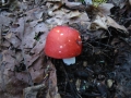 118-1843_IMG * Emetic russula (russula emetica).  Delaware Water Gap, NJ (September, 2004) * 1600 x 1200 * (500KB)