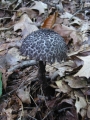 118-1845_IMG * Old man of the woods (strobilomyces floccopus).  Delaware Water Gap, NJ (September 2004) * 1000 x 1333 * (251KB)