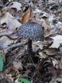 118-1846_IMG * Old man of the woods (strobilomyces floccopus).  Delaware Water Gap, NJ (September 2004) * 750 x 1000 * (201KB)