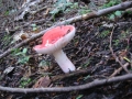 118-1850_IMG * Emetic russula (russula emetica).  Delaware Water Gap, NJ (September 2004) * 1600 x 1200 * (385KB)