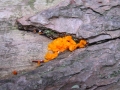 118-1851_IMG * Orange jelly (dacrymyces palmatus).  Delaware Water Gap, NJ (September 2004) * 1200 x 900 * (255KB)