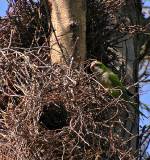 At one of the nest colonies. * 657 x 700 * (404KB)