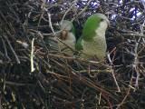A couple peering out of one of the nest holes. * 800 x 600 * (279KB)