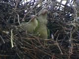 Weaving more twigs into the nest. * 800 x 600 * (219KB)