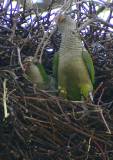 Weaving more twigs into the nest. * 531 x 750 * (241KB)
