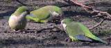 These Monk Parakeets are a sub-tropical species (Myiopsitta monachus) from Argentina. 
In South America they are generally regarded as agricultural pests but have not proven to be so in Chicago, 
where they are rather popular with the residents of Hyde Park, the university neighborhood where they nest.
One often hears a troop of them squawking loudly about their daily routine as they fly past at treetop level.
According to research done at the University of Chicago, parakeets were first spotted in 
Hyde Park in 1973; perhaps they were escaped or released pets. 
Records show that by 1979 they were successfully nesting and breeding in the area.
The U.S. Fish and Wildlife Service waged a half-hearted war against the parakeets in the US,
where they are technically an invasive species; they succeeded in 
eliminating half of them, but in the end gave in to the burgeoning populations around the country. 
The U.S. Dept. of Agriculture attempted to eliminate the Hyde Park parakeets in 1988 
but were thwarted by community protests and a threatened lawsuit and had to give up their plan. 
The monks are unique due to their complex nesting behaviour -- they build huge, bulky structures made 
by weaving small twigs together on a tree branch or electrical pole (they are a major headache for the
utility company, which occasionally tears down nests which compromise power lines). 
They have even built on a satellite dish in Hyde Park.  
The nest can contain from 1 to 6 nesting pairs on average, each with 
a separate compartment and entrance hole. 
Chicago probably has the harshest winter monk parakeets face in the world, 
and it has been speculated that they survive exclusively on bird seed in backyard feeders 
during the coldest months.

 * 776 x 341 * (182KB)