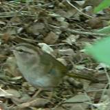 Olive Sparrow.  Santa Ana National Wildlife Refuge, 3/28/2005.
This fellow was chattering away in the bushes like a wren (in fact we mistook
it for a wren until one of the park rangers informed us otherwise).  A little later
it hopped right up to us, to the point that the camera was having trouble
focussing on it -- I had to step back!  This bird is rather specific to 
the southern tip of Texas, southward into Mexico. * 600 x 600 * (299KB)