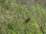 Lincoln's Sparrow.  South Padre Island (Convention Center), 3/30/2005. * 800 x 600 * (749KB)