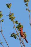 Cardinal (male).  Goose Island State Park, 4/1/2005. * 400 x 600 * (298KB)