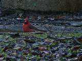 Cardinal (male).  Goose Island State Park, 4/1/2005. * 800 x 600 * (543KB)