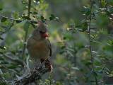 Cardinal (female).  Goose Island State Park, 4/1/2005. * 800 x 600 * (464KB)