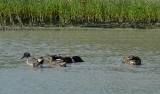 Green-winged Teal and Northern Shoveler (male and female of each).
Hans Suter Wildlife Area (Corpus Christi Bay), 3/27/2005. * 900 x 529 * (464KB)