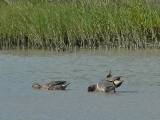 Green-winged Teal (male and female).  Hans Suter Wildlife Area (Corpus Christi Bay), 3/27/2005. * 800 x 600 * (381KB)