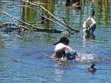 Northern Shoveler (male); Least Grebe at lower right.
Santa Ana National Wildlife Refuge, 3/28/2005. * 800 x 600 * (655KB)