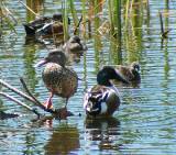 Northern Shoveler (male and female); Least Grebe peering in behind.
Santa Ana National Wildlife Refuge, 3/28/2005. * 700 x 617 * (564KB)