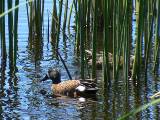 Blue-winged Teal (male and female).  Santa Ana National Wildlife Refuge, 3/28/2005. * 800 x 600 * (623KB)