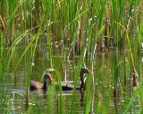Black-bellied Whistling Duck.  Santa Ana National Wildlife Refuge, 3/28/2005. * 800 x 636 * (627KB)