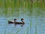 Black-bellied Whistling Duck.  Santa Ana National Wildlife Refuge, 3/28/2005. * 689 x 524 * (440KB)