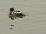 Red-breasted Merganser.  South Padre Island (Convention Center boardwalk), 3/30/2005. * 800 x 600 * (335KB)