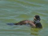 Ruddy Duck (female).  Port Aransas Wetland Park, 4/1/2005. * 800 x 600 * (337KB)