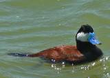 Ruddy Duck (male).  Port Aransas Wetland Park, 4/1/2005. * 800 x 572 * (356KB)