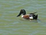 Northern Shoveler (male).  Port Aransas Wetland Park, 4/1/2005. * 800 x 600 * (333KB)