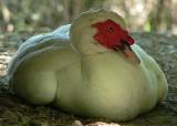 Muscovy Duck (domesticated male).  San Antonio Botanic Garden, 4/3/2005. * 840 x 600 * (464KB)