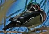 Wood Duck (male).  San Antonio Botanic Garden, 4/3/2005. * 859 x 600 * (530KB)