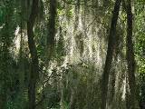 Epiphytes.  Santa Ana National Wildlife Refuge, 3/28/2005. * 800 x 600 * (371KB)