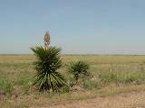 Laguna Atascosa National Wildlife Refuge, 3/29/2005. * 800 x 600 * (248KB)