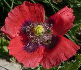 Poppy.  San Antonio Botanic Garden, 4/3/2005. * 800 x 695 * (274KB)