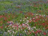 Texas Wildflowers.  San Antonio Botanic Garden, 4/3/2005. * 800 x 600 * (494KB)