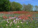 Texas Wildflowers.  San Antonio Botanic Garden, 4/3/2005. * 800 x 600 * (411KB)