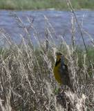 Eastern Meadowlark.  Padre Island National Seashore, 3/27/2005. * 673 x 788 * (599KB)