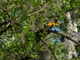 Altamira Oriole.  Santa Ana National Wildlife Refuge, 3/28/2005. * 800 x 600 * (621KB)