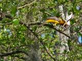 Altamira Oriole.  Santa Ana National Wildlife Refuge, 3/28/2005. * 800 x 600 * (650KB)