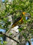 Altamira Oriole.  Santa Ana National Wildlife Refuge, 3/28/2005. * 561 x 771 * (498KB)