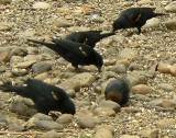 Redwing Blackbirds and Brown-headed Cowbird (males).  
Laguna Atascosa National Wildlife Refuge, 3/29/2005. * 635 x 504 * (423KB)