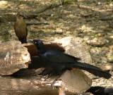 Great-tailed Grackle (male and female).
Laguna Atascosa National Wildlife Refuge, 3/29/2005. * 820 x 696 * (717KB)