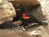 Red-winged Blackbird (male).  Laguna Atascosa National Wildlife Refuge, 3/29/2005. * 800 x 600 * (431KB)