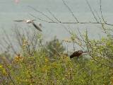 Orchard Oriole (male, lower right).  South Padre Island (Convention Center), 3/30/2005.
Note also the scissor-tailed flycatcher gliding in the background. * 800 x 600 * (435KB)