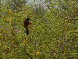 Orchard Oriole (male).  South Padre Island (Convention Center), 3/30/2005. * 800 x 600 * (531KB)