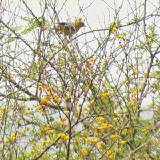 Orchard Oriole (female).  South Padre Island (Convention Center), 3/30/2005. * 600 x 600 * (449KB)