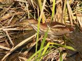 Least Bittern (female).  South Padre Island (Convention Center boardwalk), 3/30/2005. * 800 x 600 * (640KB)